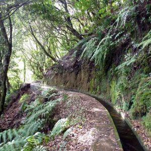 Levada do Rei Limousine Van